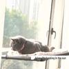 Window-Mounted Cat Hammock