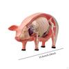 4D Realistic Pig Dissection Model Educational Teaching Equipment Gift Detachable Biology Learning