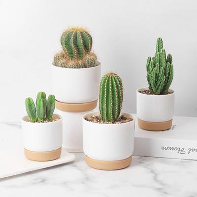 Succulent Plant Pot Double-Layer Succulent Green Dill Small Green Plantflowerpot