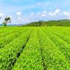 Anhua Fu Brick Tea 1000g Golden Flower Dark Tea Healthy Loose Leaf Brick