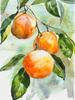 Blueberry Grapes Peaches Pomegranate Watercolor Fruit Poster Canvas Painting Modern Nature Wall Art Picture Home Decor Gift