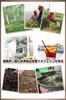 ginger black tea 60 tea bags Bandou Tea Garden Caffeine-free Additive-free, sugar-free, fragrance-free