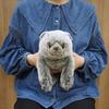 Sunlemon Knee Cat Scottish Fold Gray x x cm Stuffed Animal 17.5 12.6 33.2 P-8342