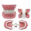 1Pc Dental Teeth Oral Care Teaching Demonstration Model  Brushing Flossing Practice Typodonts Models Student Education Tool