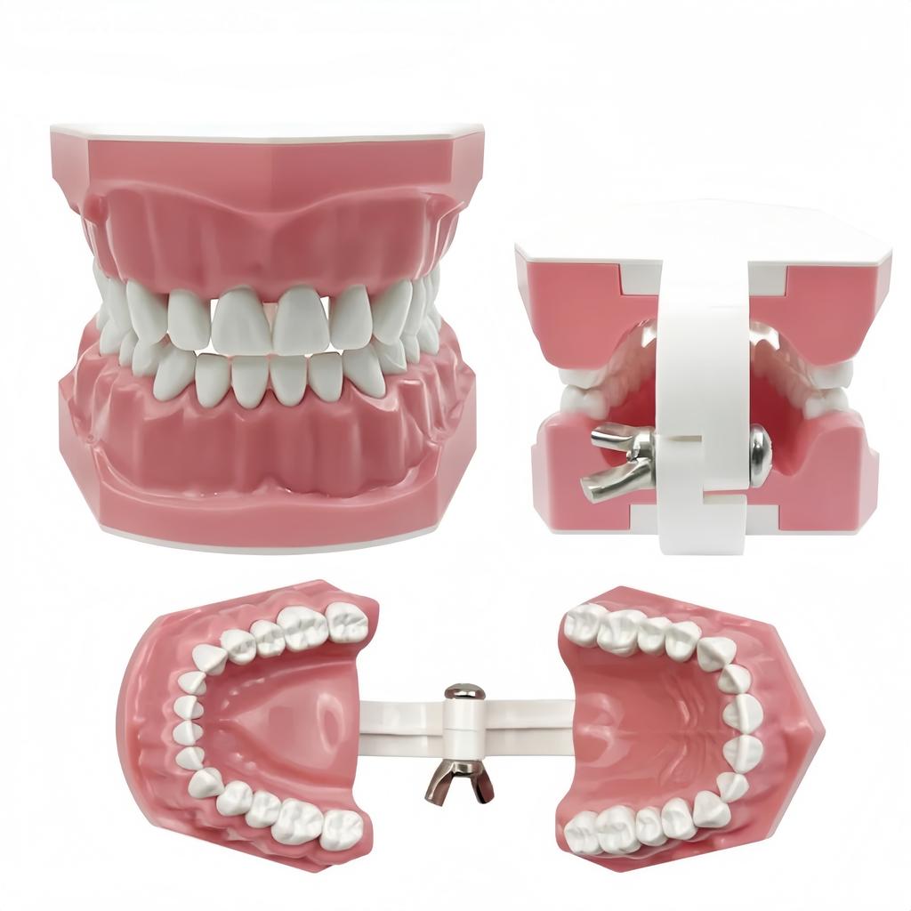 1Pc Dental Teeth Oral Care Teaching Demonstration Model  Brushing Flossing Practice Typodonts Models Student Education Tool