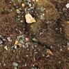 Cover Miniature 50G Static Scenery Vegetation for mini size garden Wargame Micro Landscape DIY