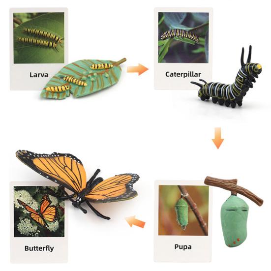 1 Box Biology Discovery Toy Realistic Frog Bee Panda Chick Butterfly Fish Plant Animal Life Cycle Learning Creative Toddler