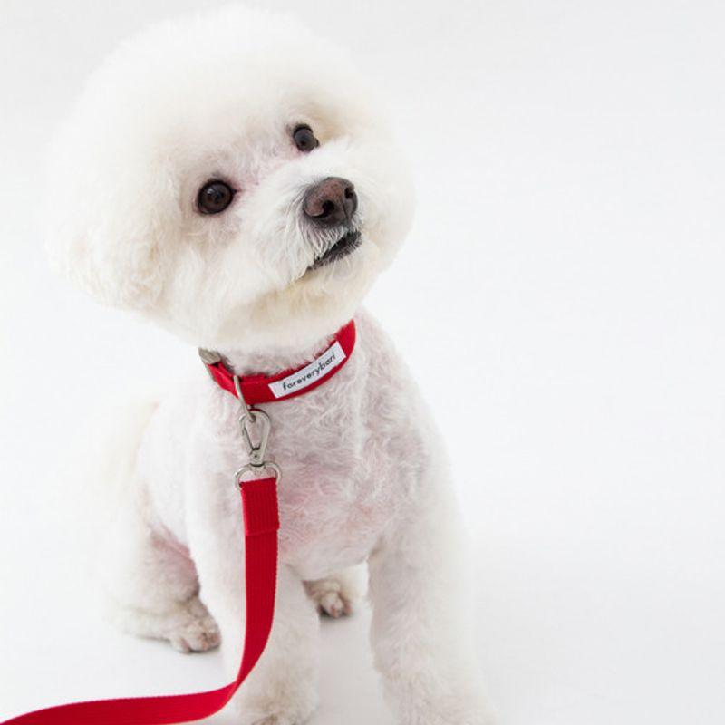 Foreverybari Leine Set (heißes Rot)