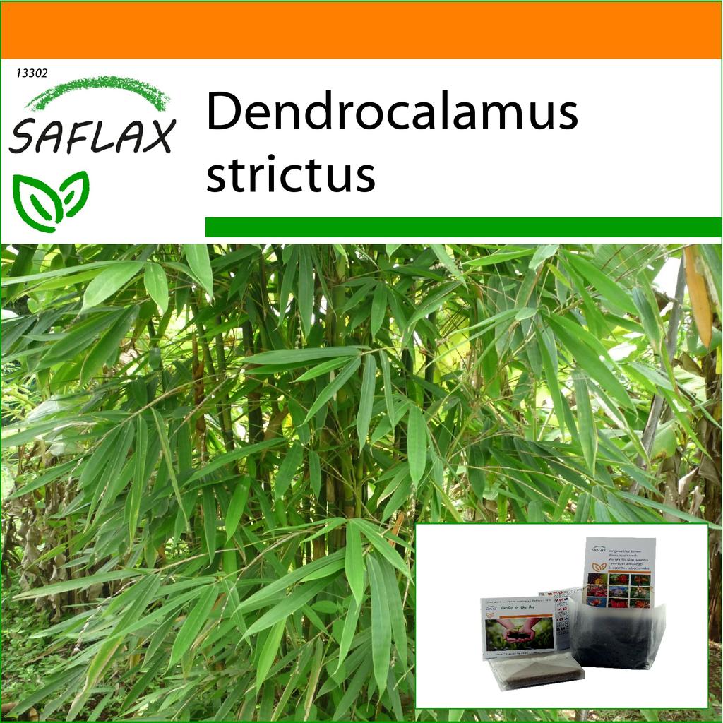 Kaufe SAFLAX - Garden in the Bag - Kalkutta-Bambus - 50 Samen - Mit Substrat  im passenden Standbodenbeutel - Dendrocalamus strictus zum Preis ab 11 |  Joom