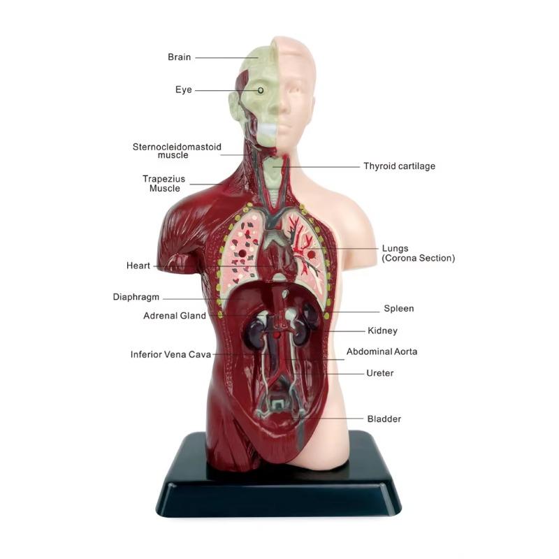 Human Torso Model, menneskekroppsmodell for barn brukt til studentundervisningsforskning, med tilhørende produktbrukerhåndbok