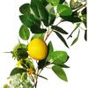 6 Ft Artificial Lemon Garland, Spring Greenery Garland with Lemons and Flowers, Summer Fruit Garlands Wreath for Front Door Wall Table Wedding Decor