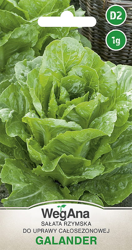 Římský salát Galander 1g semínka salátu - WegAna