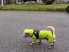 Impermeabile per Cani con Design Faccina da Cane Tuta Giacca per Animali Domestici - Abbigliamento per Animali Domestici per Cani Capo Esterno Resistente all'Acqua