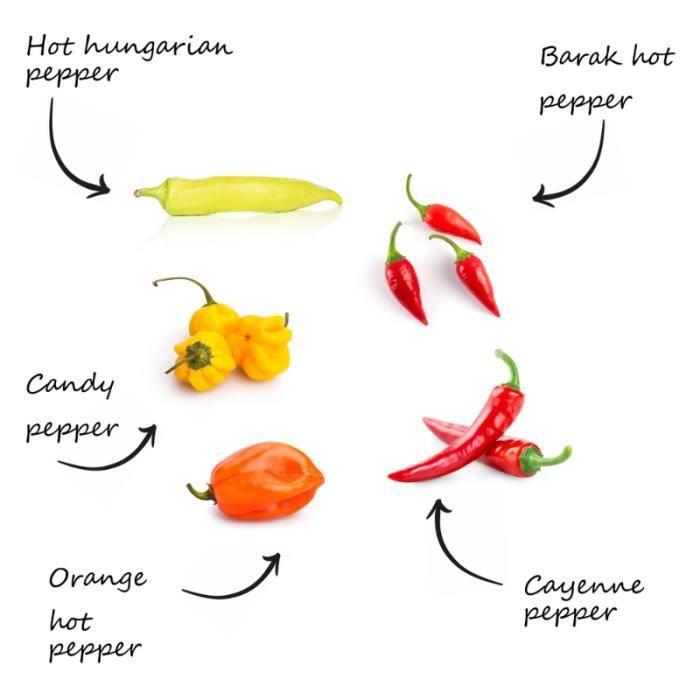 Mini Kit Graines Piments BIO*