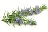 3x Rosemary Essential Oil Pink Soap Bar 115g