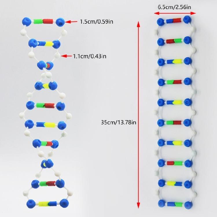 Hands on Double Helix DNA Models Set Organic Chemistry Atoms Models for Organic Chemistry Learning and Biology Teaching
