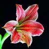 DIY 5D Diamond Painting Fresh Flower Diamond Embroidery Rose Flower Cross Stitch Full Round Drill Resin Home Decor Gift