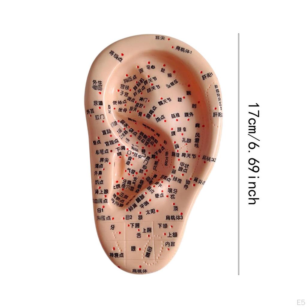 Human Ear Acupoint Auricular Model Highly Simulated Practice Teaching Aid for Learning
