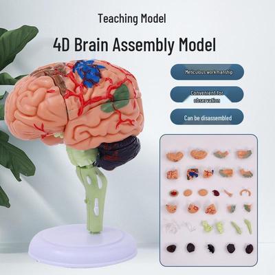 4DMaster Human Anatomy Brain Structure Model