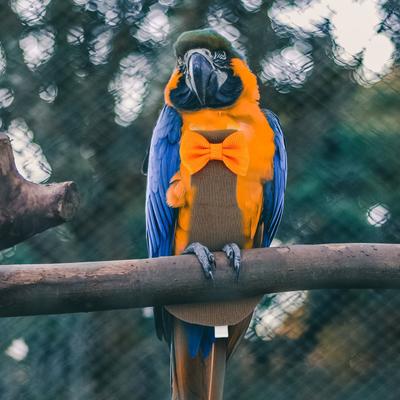 Charming Parrot Diaper Bird Clothes Flight Suit Nappy Bow Decor for Pet Birds Cockatiel Lovebirds Bird Diaper Flight Suit