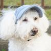 Safety Dogs Cats Baseball Caps with Stretch Chin Rope Outdoor Pet Visors Hat