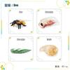 Children'S Science And Education Cognition 16 Animal, Plant And Insect Life Cycle Cards Early Childhood Education Card Toys