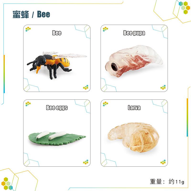 Children'S Science And Education Cognition 16 Animal, Plant And Insect Life Cycle Cards Early Childhood Education Card Toys