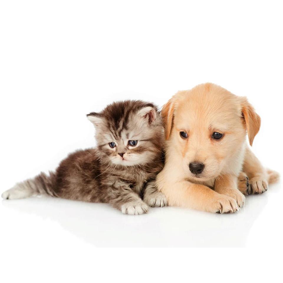 5D DIY Full Round Diamond Painting "animal" Dog Cat Diamond Embroidery Mosaic Cross Stitch Kit Rhinestone Home Decoration