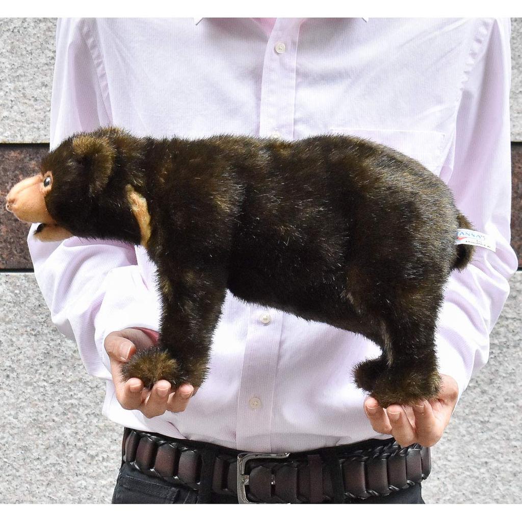 Malayan Sun Bear No. 5234