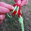 5pcs Adjustable Camping Tent Cord Buckle Snail Shape Tent Cord Buckle  Securing Accessories