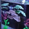 1 Peça Folha Ornamental Artificial Rede para Desova de Peixes Decoração de Aquário para Animais de Estimação Peixes Betta Plantas de Relaxamento e Brincadeira Decoração de Aquário