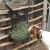 Large Capacity Hanging Equestrian Hay Feeding Bag
