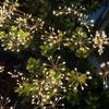 In-Stock Solar Dandelion Firefly Garden Lights: Flower Style Courtyard and Lawn Decoration