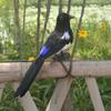 Artificial Bird Raven Magpie Garden and Ornaments