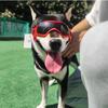 Cool Pet Sunglasses Eyewear for Dogs Animals Mascotas Grooming Accessories Outdoor Cycling Puppy Dog Goggles Schnauzer Glasses