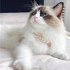Pet Bow Pearl Collar Cat Jewelry Heart Pendant Necklace Dog Sweet Decorations Puppy Rhinestone Collar Chihuahua Accesorios