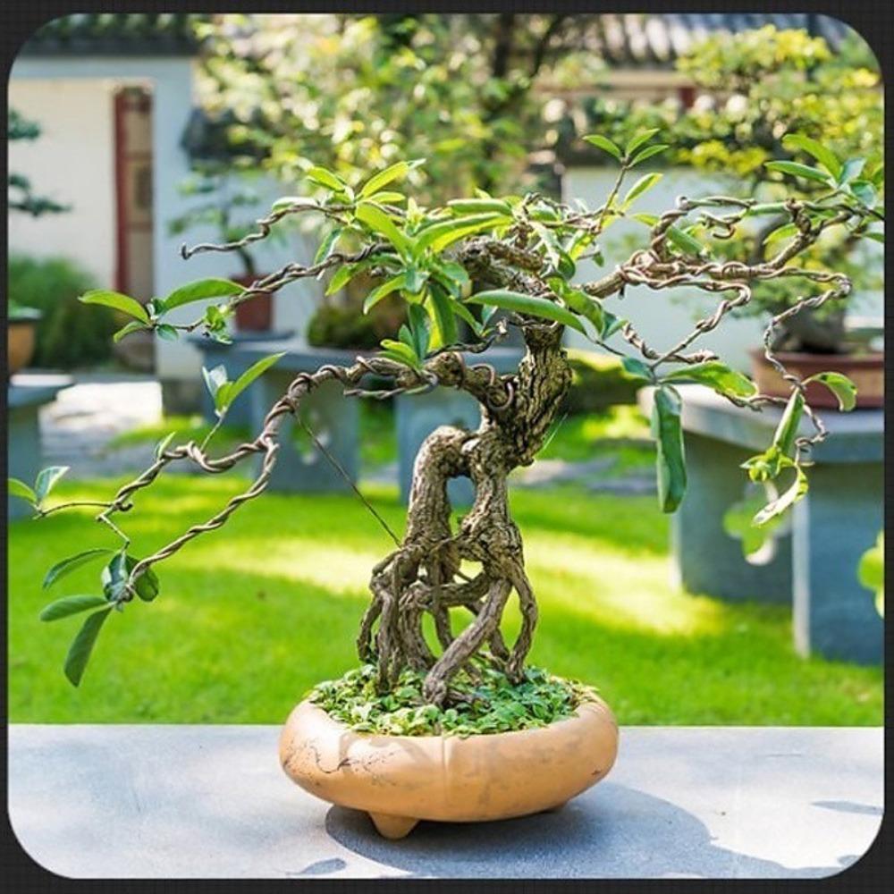 1/1.5/2/2.5/3mm Bonsai Training Wire Garden Bonsai Shape Garden Accessories Black Bonsai Wire