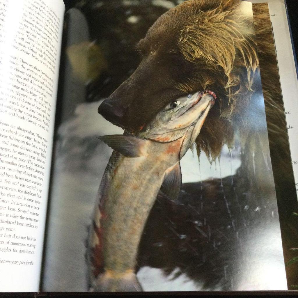 [USED] Bear Photo Collection America Alaska Bear Bear Foreign Books Animals English River