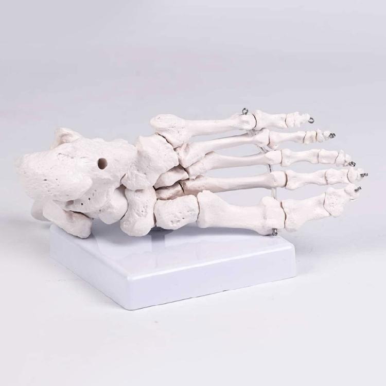 Realistic Human Foot Bone Model Teaching Aids For Enhanced Learning In Anatomy Classes And Clinical Skeletal Detail