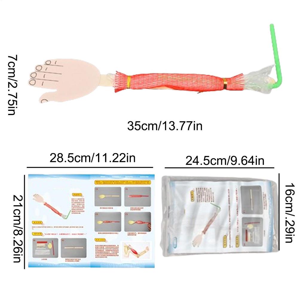 Biological Experiment Kit Interactive Science Project Toy Science Experiment Toys for Kids Learning Science Early Education Toys