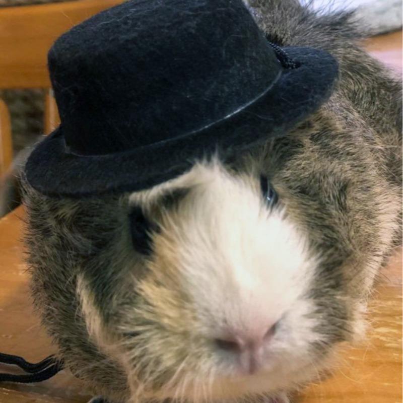 Pet Rabbit Guinea Pig Hamster Chinchilla Hedgehog Party Hat Set Festival Transformation Outfit Small Costume