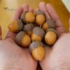 Klicker Schlüsselanhänger Anhänger 3D Gedruckte Eichel Fidget Clicker, Falscher Finger Stressball Entlastung Druckspielzeug, Geschenk für Kinder Jugendliche Erwachsene