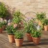 Metal Plant Trellis Round Design Indoor Garden Support For Climbing Plants Space Optimization