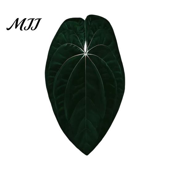 Plant Home Decor 3D Tropical Plants Refrigerator Magnet, Acrylic Green Decorative Fridge Metal Surface Magnet Memo Notes Photo Holder for Kitchen