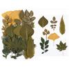 Art Craft Leaf Specimen Resin Accessory Dried Pressed Leaves Dried Flowers Artificial Decorations