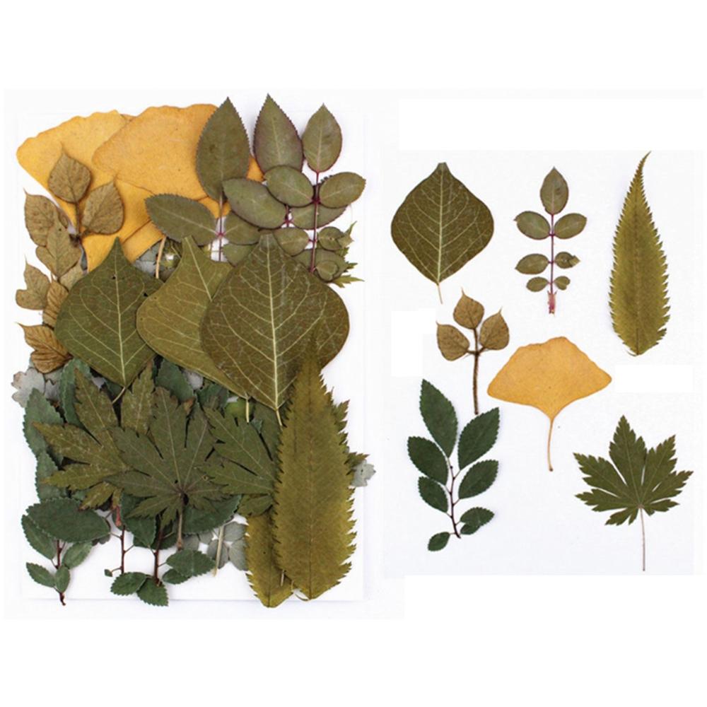 Art Craft Leaf Specimen Resin Accessory Dried Pressed Leaves Dried Flowers Artificial Decorations