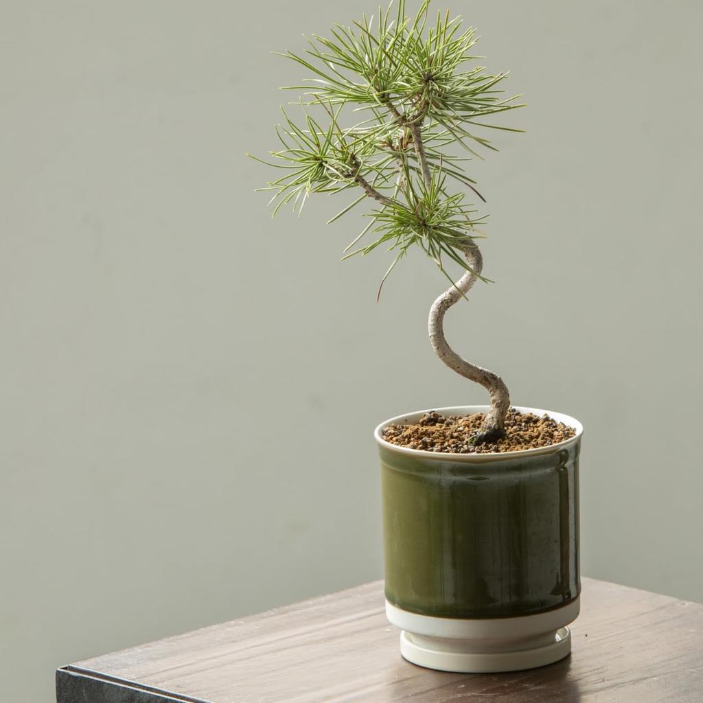 Leaf88 Made in Japan Hasami-Keramik Blumentopf mit Größe und Untertasse, 10,5x11,5cm, 3,5 (Matcha Weiß)