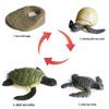 Animal Growth Cycle Simulation Toy Set: Solid Snail & Frog Models for Science Education