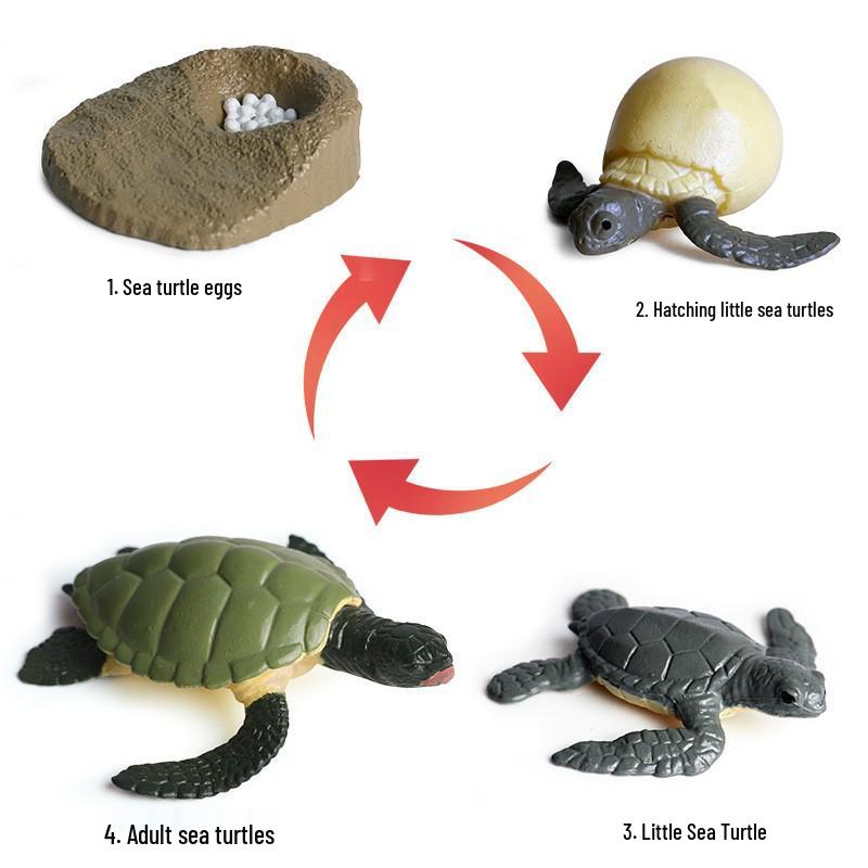 Animal Growth Cycle Simulation Toy Set: Solid Snail & Frog Models for Science Education