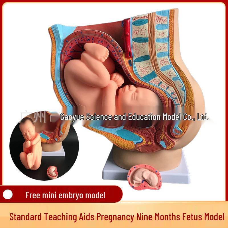 Gynecology Full-Term Pregnancy Model with Nine-Month Fetus PVC